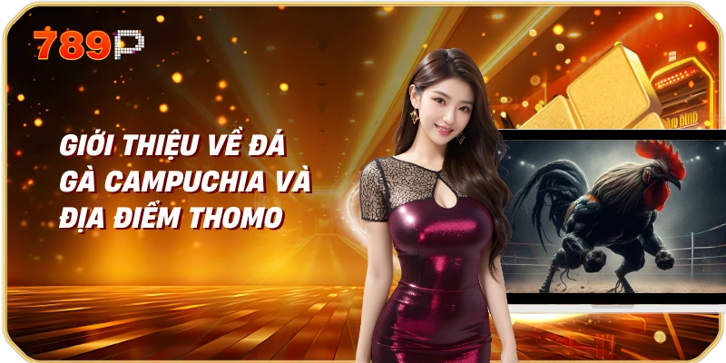 Giới thiệu về đá gà Campuchia và địa điểm Thomo